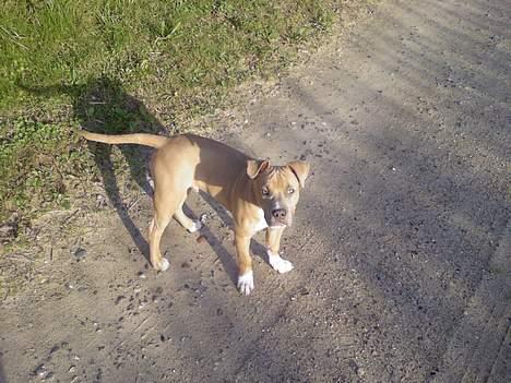 Amerikansk staffordshire terrier Ozzy billede 3