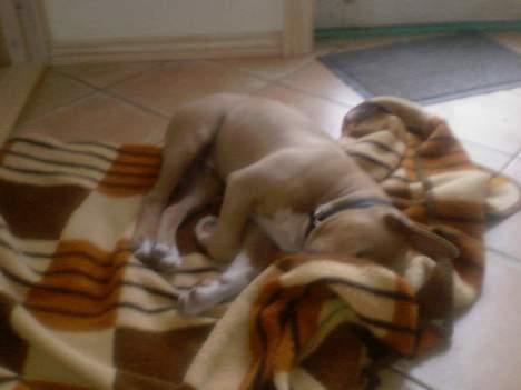 Amerikansk staffordshire terrier Ozzy billede 4