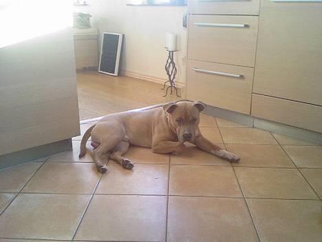 Amerikansk staffordshire terrier Ozzy - Er bare så god til at slappe af billede 5