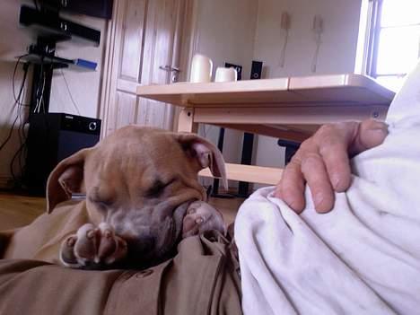 Amerikansk staffordshire terrier Ozzy - Dejligt at putte ved far billede 6