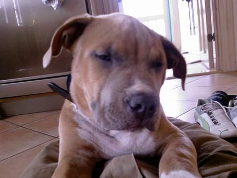 Amerikansk staffordshire terrier Ozzy - Er bare så træt billede 7