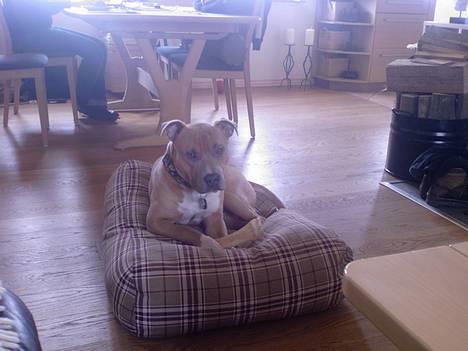 Amerikansk staffordshire terrier Ozzy - Har fået ny seng, og må spise i den helt super billede 8