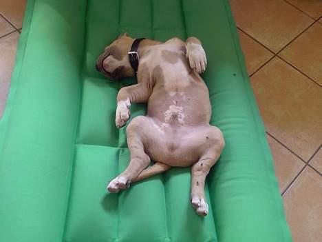 Amerikansk staffordshire terrier Ozzy - Låner lige luftmaddressen billede 9