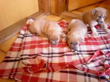 Amerikansk staffordshire terrier Ozzy - Mig sammen med mine 2 søstre billede 10