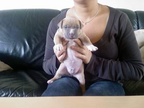 Amerikansk staffordshire terrier Ozzy billede 11