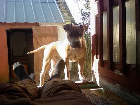 Amerikansk staffordshire terrier Ozzy - Kom nu og leg med mig, er klar billede 14