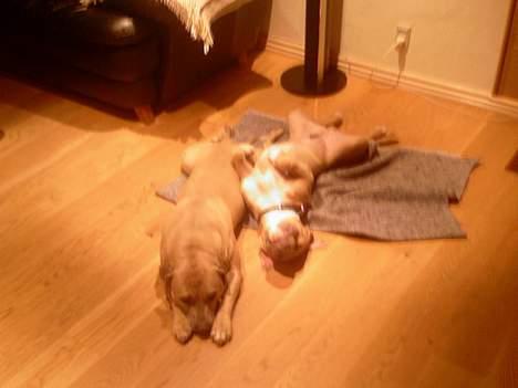 Amerikansk staffordshire terrier Ozzy - Putter lige med min mor billede 15