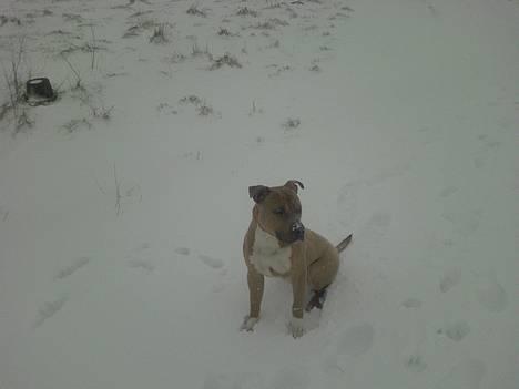 Amerikansk staffordshire terrier Ozzy - Min første vinter, og så med sne, super billede 16