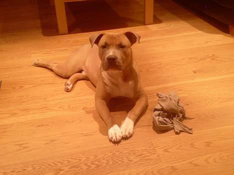 Amerikansk staffordshire terrier Ozzy - Kom nu og leg med mig billede 17