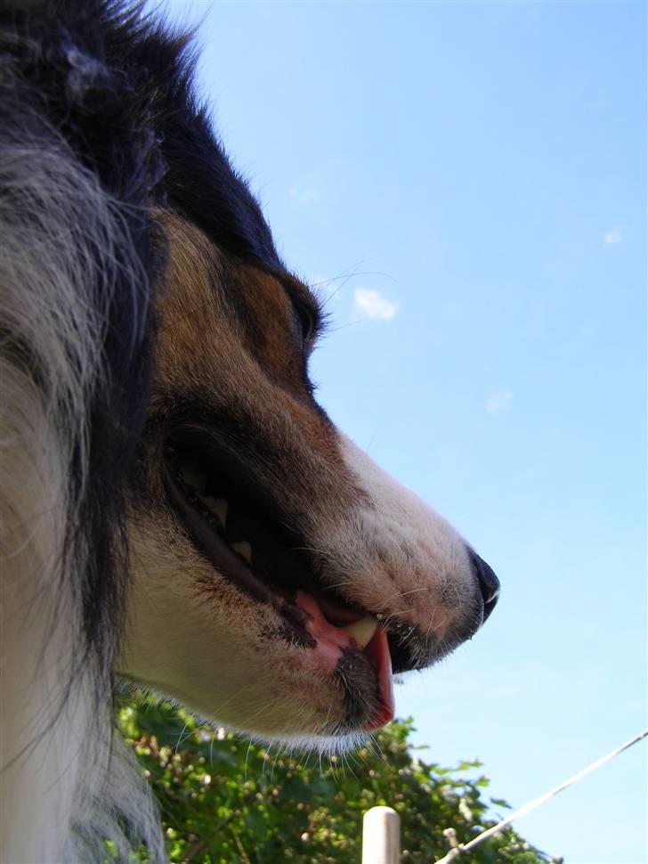 Border collie EFI billede 2