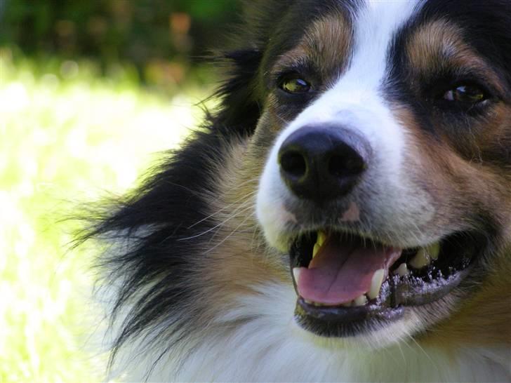 Border collie EFI billede 3