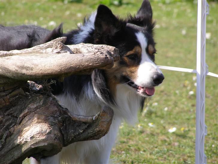Border collie EFI billede 4