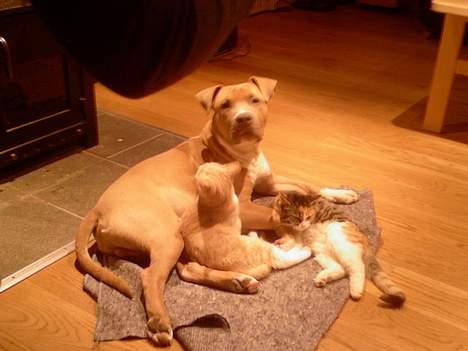 Amerikansk staffordshire terrier Ozzy - Hygge med vores misser foran brændeovnen billede 19