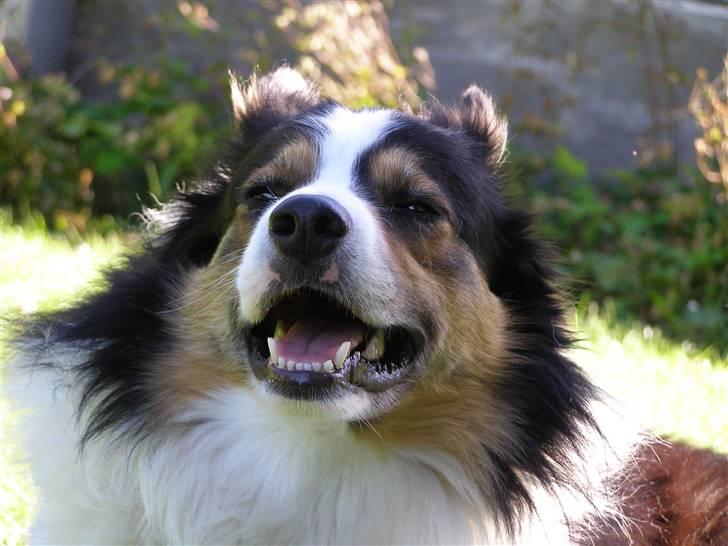 Border collie EFI billede 5