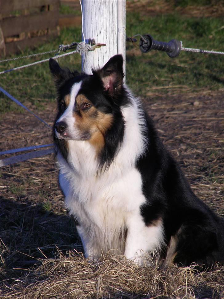 Border collie EFI billede 6