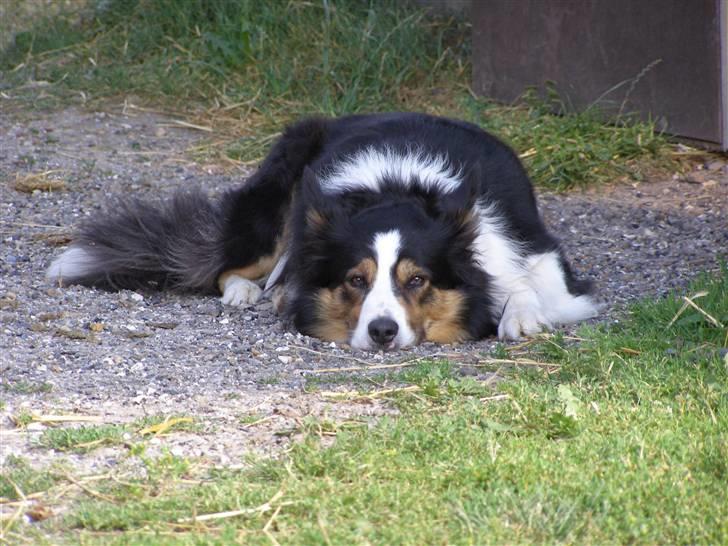 Border collie EFI billede 7
