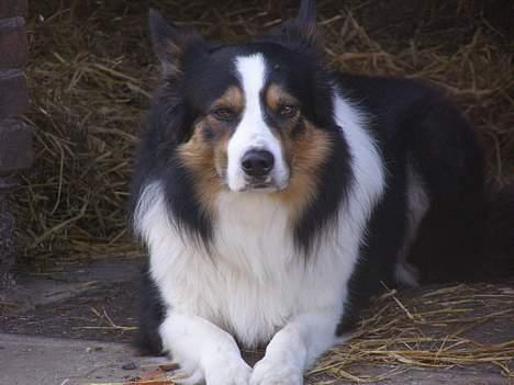 Border collie EFI billede 8