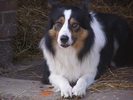 Border collie EFI billede 9