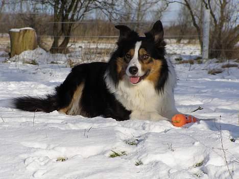 Border collie EFI billede 10