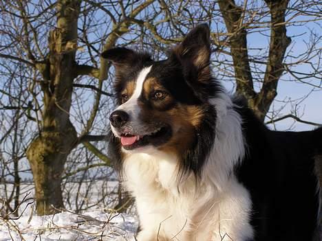 Border collie EFI billede 13