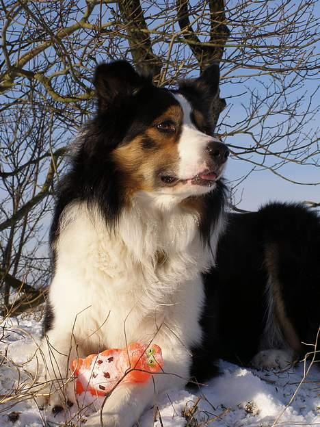 Border collie EFI billede 14