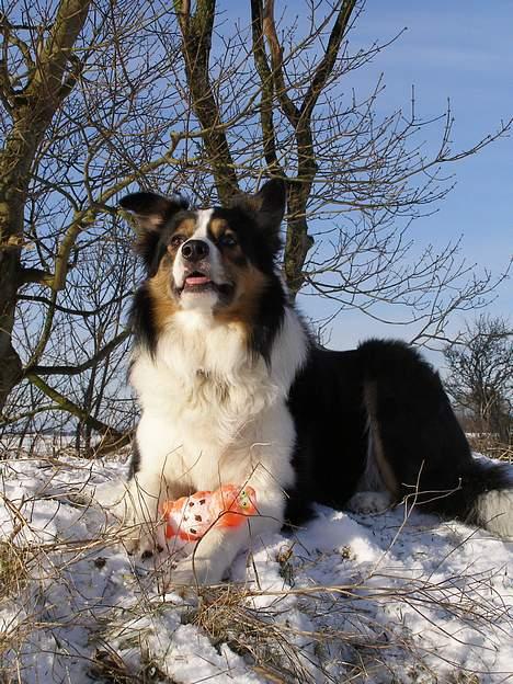 Border collie EFI billede 15