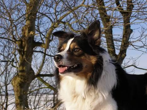 Border collie EFI billede 16