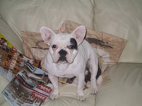 Fransk bulldog Chicco billede 1