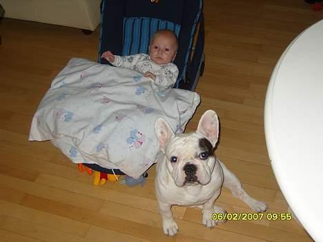 Fransk bulldog Chicco billede 2