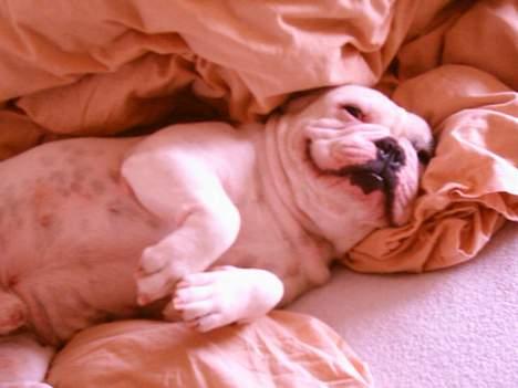 Fransk bulldog Chicco billede 4