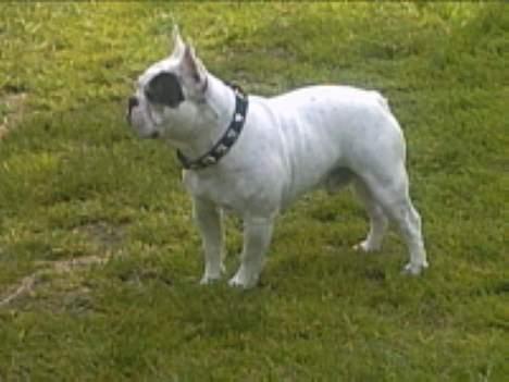 Fransk bulldog Chicco billede 5
