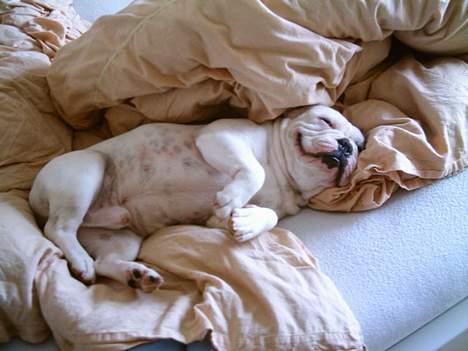 Fransk bulldog Chicco billede 8