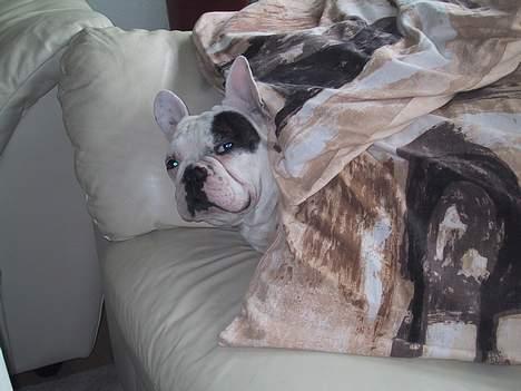 Fransk bulldog Chicco billede 9