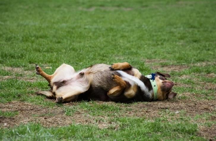 Chihuahua Chucky  - orh det dejligt med græs .. det såå dejligt ;)  billede 5