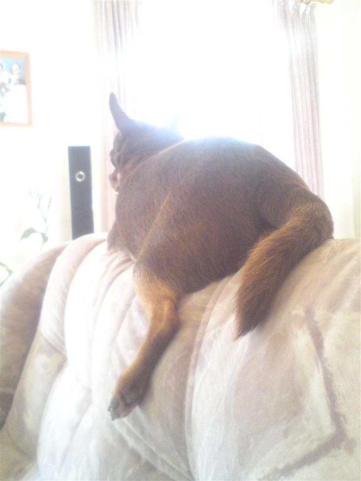 Chihuahua Chucky  - Se da lige den LADEPORT ;) .. * Nyt * billede 6