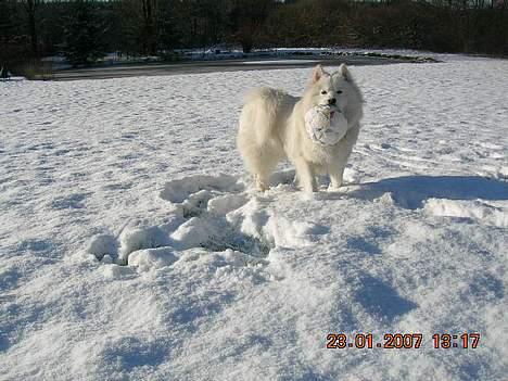 Samojedhund Bingo - Det kan da kaldes en rigtig "snebold", ikke ?? billede 10