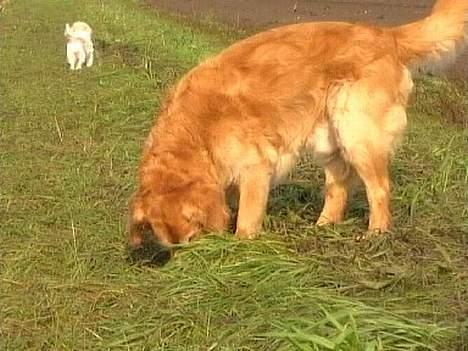 Blanding af racer charlie stille sovet ind - man kan jo godt have flotte farver når man er 12 billede 11