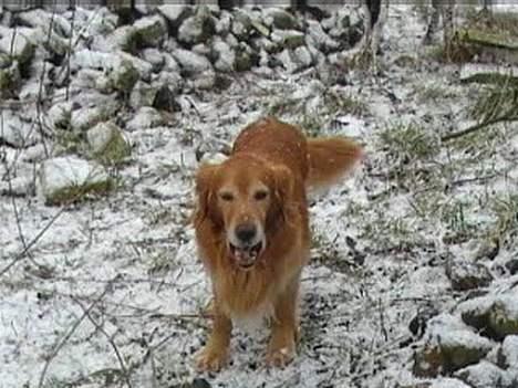 Blanding af racer charlie stille sovet ind - dejlig ser jeg ud på en vinterdag billede 12