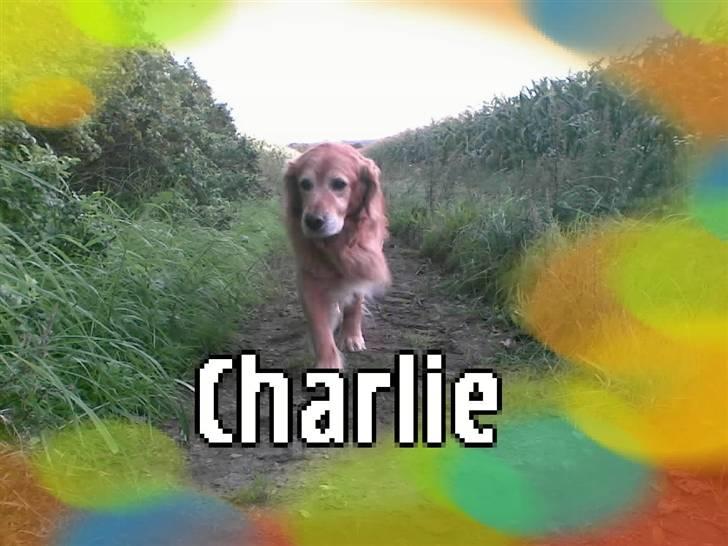 Blanding af racer charlie stille sovet ind - ses i himlen min ven billede 14