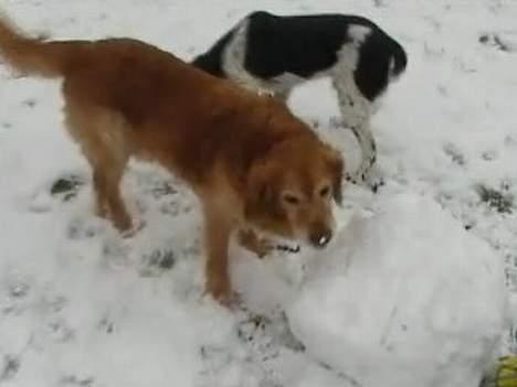 Blanding af racer charlie stille sovet ind billede 15