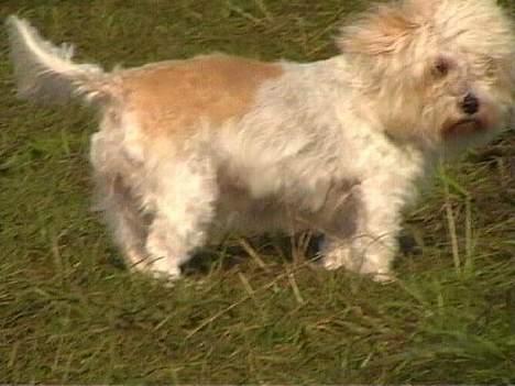 Blanding af racer charlie stille sovet ind - perle jeg vil altid savne dig du var kvinden i mit liv stille sovet ind d 16/4-2008 billede 16