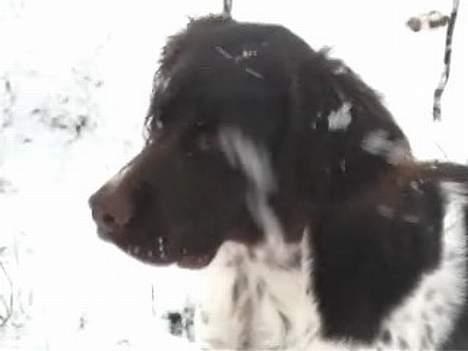 Blanding af racer charlie stille sovet ind - bøllen i mit hjem billede 17