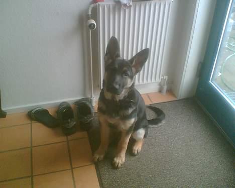 Schæferhund Rex - se hvor stor jeg er blevet, hele 4 måneder!! billede 7