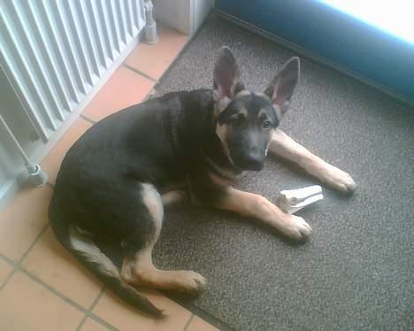 Schæferhund Rex billede 8