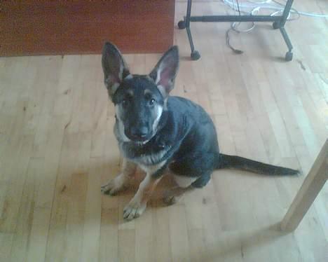 Schæferhund Rex billede 9