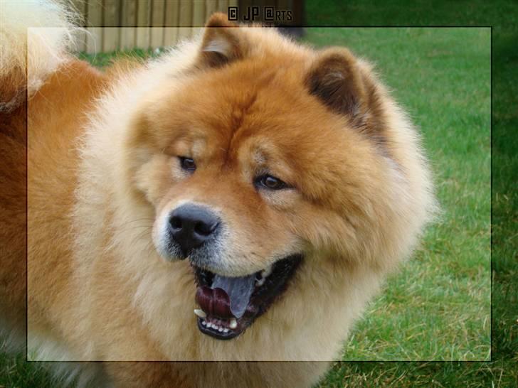 Chow chow Rico ~ Oskar of Flensborg - WOOOOW! Hej med dig. Jeg hedder Rico. Velkommen til min profil :-) billede 1