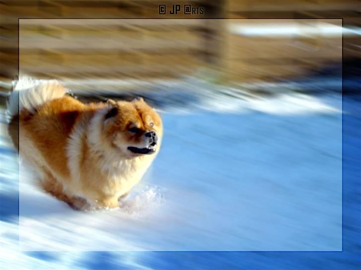 Chow chow Rico ~ Oskar of Flensborg - WUHUUUUU hvem kan fange mig? Iiiiiingeeeeeeeeen weeeeeeeeeeee billede 3