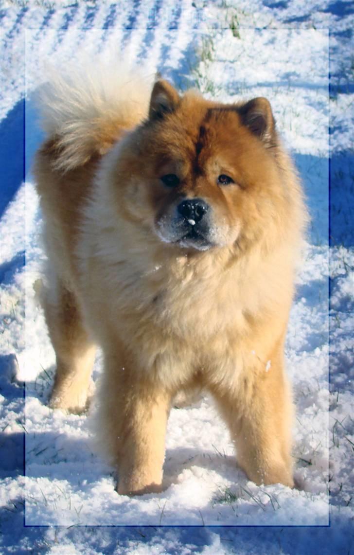 Chow chow Rico ~ Oskar of Flensborg - Jeg elsker at lege. Kom nu... Fang mig ;-) billede 4