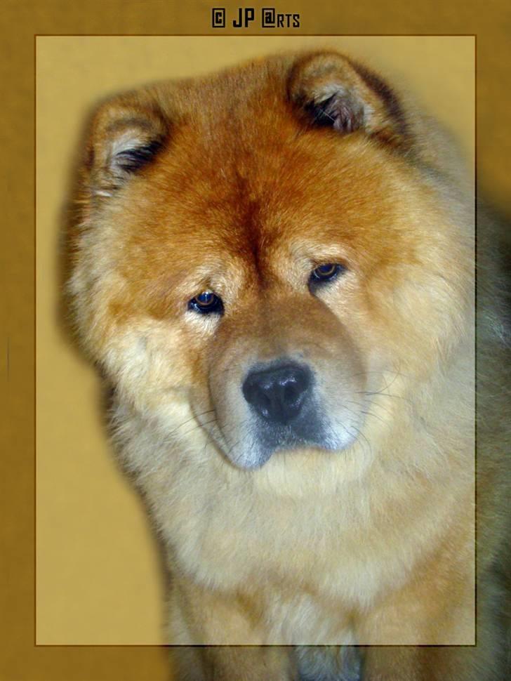 Chow chow Rico ~ Oskar of Flensborg - Så er du søøød ;-) billede 6