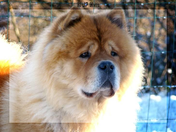 Chow chow Rico ~ Oskar of Flensborg - Jeg skal jo holde vagt uanset hvad vejr der er :-) billede 8